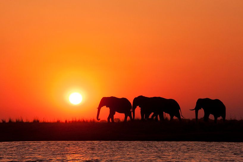 Runa Art Afrika Olifant Schilderijen Huiskamer XXL Grijs Rood Zonsondergang 120 x 80 cm 3 Delen Muur Decoratie 001031a