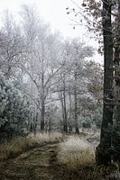 Sentier dans une forêt avec des arbres blancs dus à la gelée blanche.