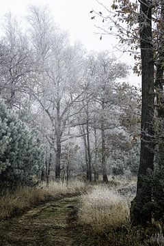 Bospad met witte winterse bomen. van Arthur van den Berg