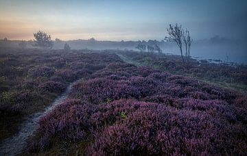 Heide in de Schoorlse duinen met mist #2 van peterheinspictures