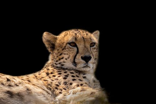 Cheetah, Jachtluipaard in portret