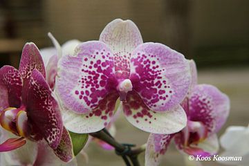 Maanorchidee Phalaenopsis by Koos Koosman
