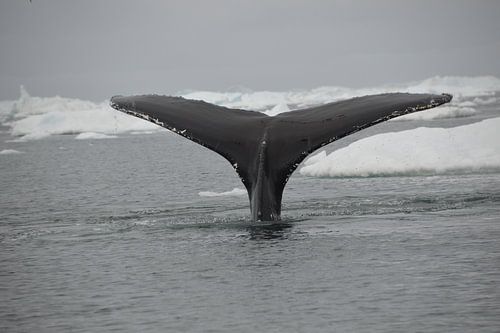 Humpback whale