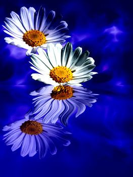 Spiegelung der Blüten