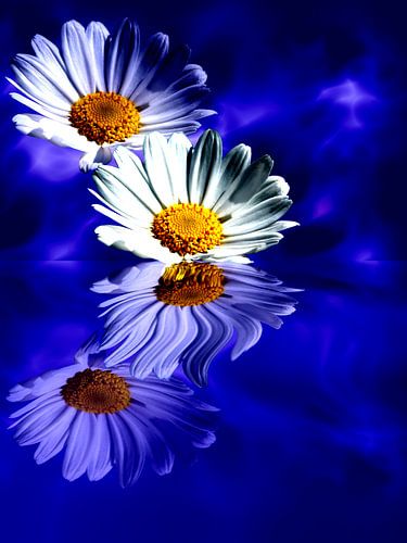 Spiegelung der Blüten