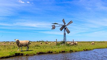 Paysage de polder ensoleillé avec ciel bleu, moutons et moulin à vent classique.