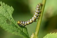 Rups van de Helmkruidvlinder