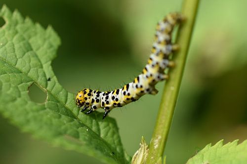 Rups van de Helmkruidvlinder