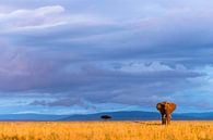 Savanne olifant in het laatste warme zonlicht von jowan iven Miniaturansicht