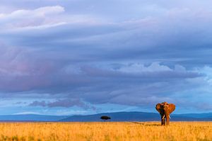 Savannenelefant im letzten warmen Sonnenlicht