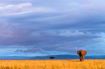african elephant walking in the last light by jowan iven