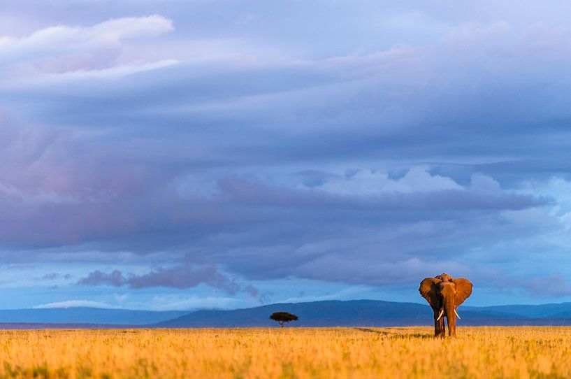 Savanne olifant in het laatste warme zonlicht van jowan iven