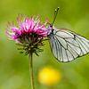 Witte vlinder op roze bloem. Groot geaderd witje op distel van Martin Stevens
