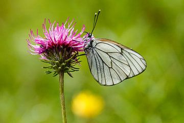 Witte vlinder op roze bloem. Groot geaderd witje op distel