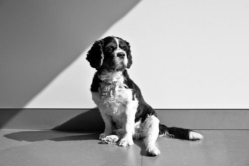 Cavalier roi Charles
