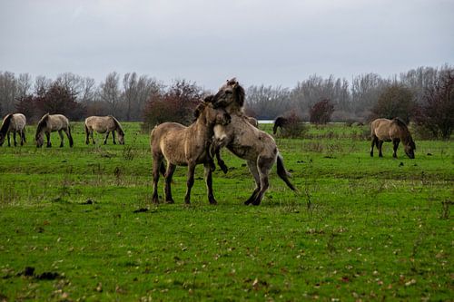 Konik-Pferde von Joelle van Buren