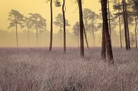 Forêt de conifères artistique dans la brume avec de l'herbe à marrache par Peter Bolman Aperçu