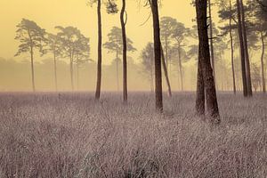 Artistiek naaldbos in de mist met helmgras van Peter Bolman