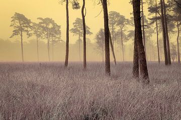 Forêt de conifères artistique dans la brume avec de l'herbe à marrache