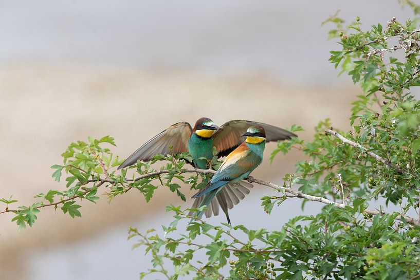 Bee-eater by Aalt van Tongeren
