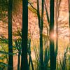 Sonnenstrahlen im nebligen Wald auf der Veluwe von Fotografiecor .nl