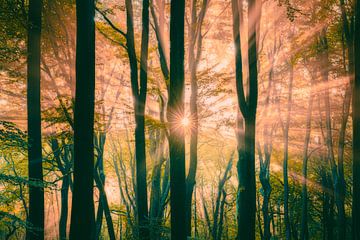 Stralenkrans van de zon in nevel bos op de Veluwe