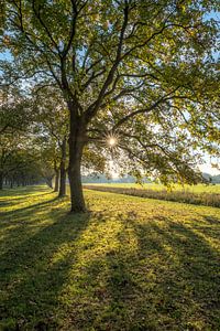 Zonnige herfstkleuren von Moetwil en van Dijk - Fotografie