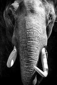 Asian Elephant with large white tusks looking directly at the camera