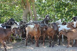 Ziegen unter Baum - Kerkini See von ADLER & Co / Caj Kessler