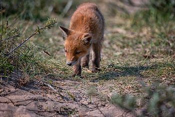 The secret paths of the Dune Fox