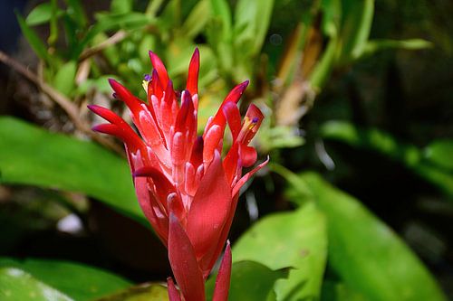 Bromelia