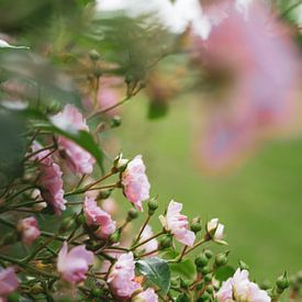 rosa Rosen in einem grünen Garten von Emma Herman