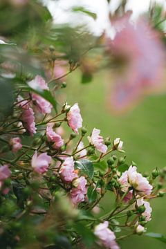 rosa Rosen in einem grünen Garten von Emma Herman