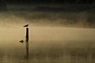 Meeuw op paal  by Jovas Fotografie thumbnail