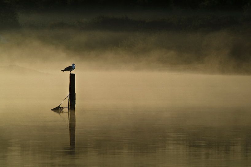 Meeuw op paal  by Jovas Fotografie