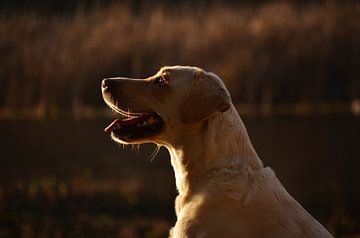 Das Porträt eines Labadradorhundes mit dem Licht des Sonnenuntergangs von Carolina Reina