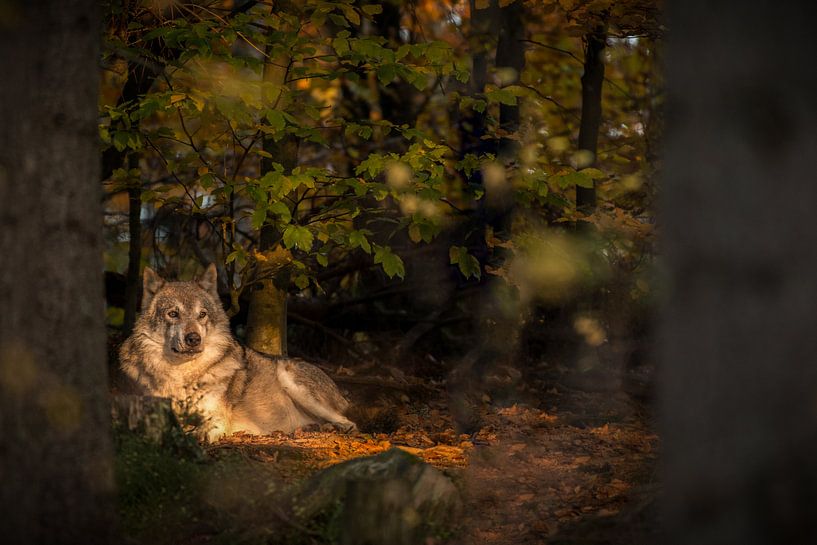 Wolf in de avondzon van Elles Rijsdijk