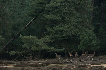 Herten komen uit het donkere bos in de avondschemer van Edward Smits
