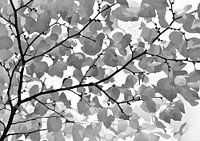 Feuilles en noir et blanc, graphiques