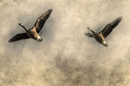 Fly away and follow me