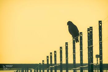 Buizerd bij zonsopgang