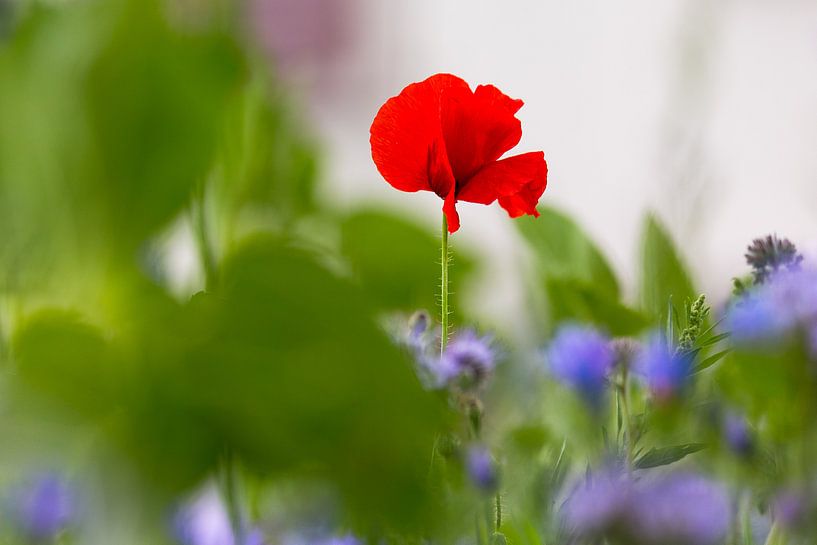 Mohnblume, papaver von Karin Luttmer