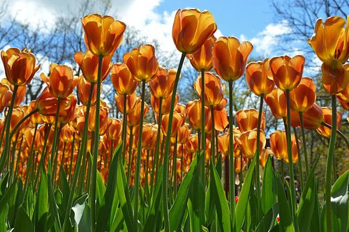 tulpen
