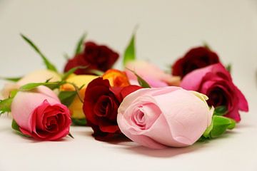 kleurrijke rozenknoppen van Pfotowelt
