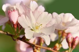 Japanische Kirschblüte von Violetta Honkisz