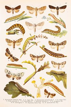 Vintage image with butterflies and caterpillars by Studio Wunderkammer