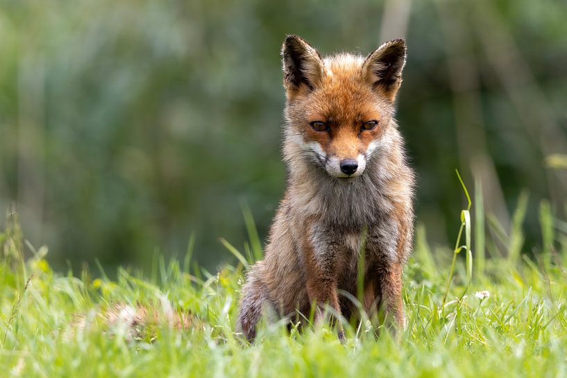 Jeune renard dans la prairie d'Oostvaard par Foto.Gisli
