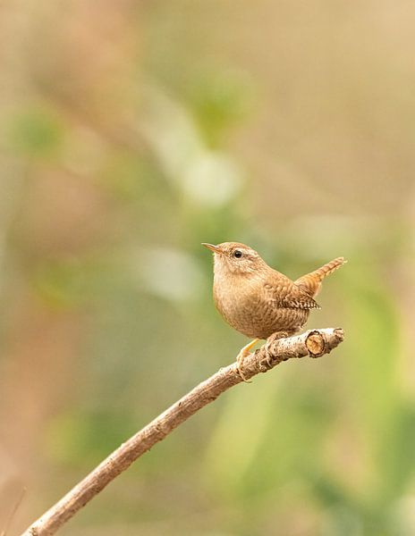 Winter Wren by Rosalie van der Bok