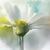 Aquarell eines weißen Gänseblümchens. von Studio Pieternel