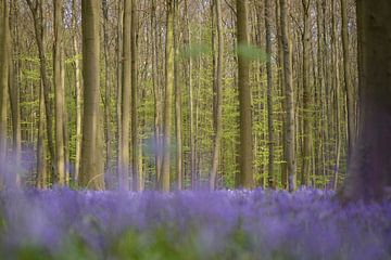 Bluebells in the Haller forest by Barbara Brolsma
